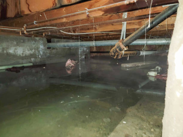 Best Water damage cleanup near me  in Grape Creek, TX